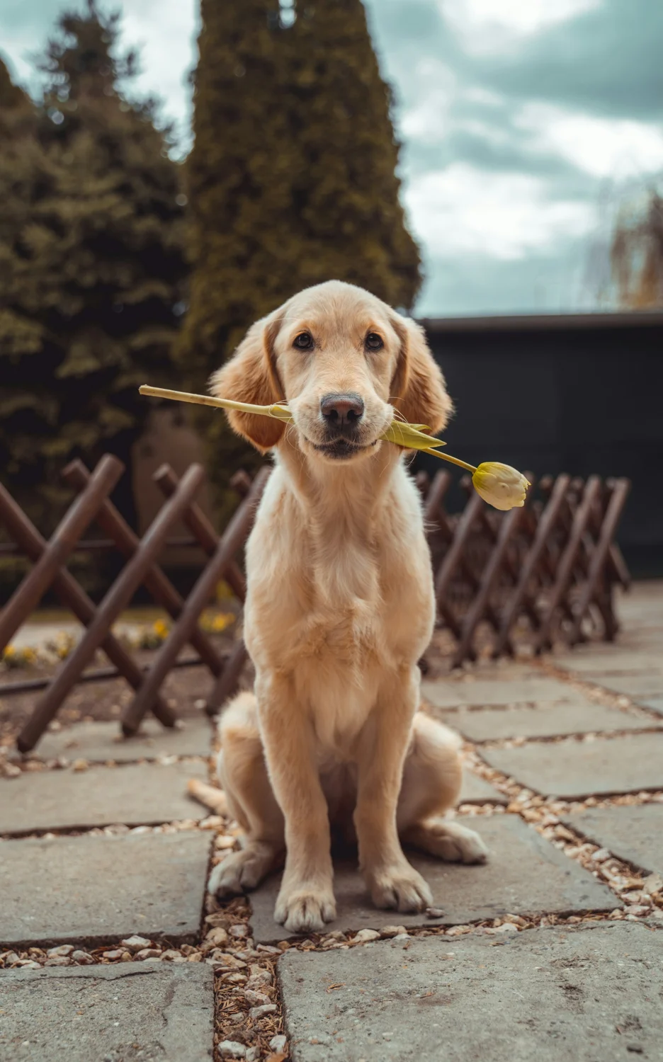 Chien au regard attentif dans un cadre naturel — photographie d’illustration